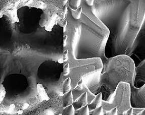 SEM images of the skeleton structure of the coral Stylophora pistillata and the coral-inspired, 3D-printed material (Credit: Daniel Wangpraseurt)