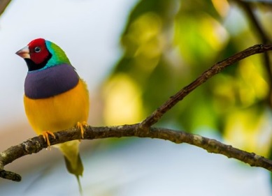 Waterholes visited by the endangered Gouldian finch contained trace DNA that allowed scientists to detect the bird’s presence.Credit: photographereddie/Getty