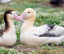 Short-tailed Albatross. Photo: Kat Paleckova/Audubon Photography Awards