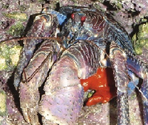 Coconut Crab (Birgus latro). Source - www.researchgate.net