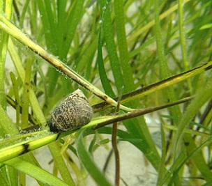 Many animals live in seagrass beds and are thus exposed to microplastic. Credit: Troels Lange/SDU.