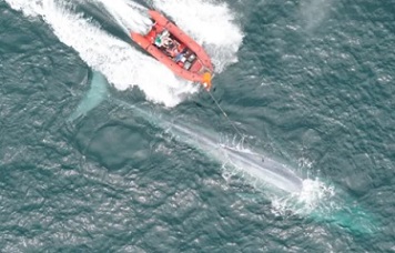 Researchers from the Goldbogen Lab place a suction cup tag on a blue whale in Monterey Bay. (Goldbogen Lab/Duke Marine Robotics and Remote Sensing Lab; NMFS Permit 16111)