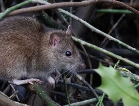 The brown rat originated in Asia but has followed humans all over the globe. Tim Blackburn, Author provided