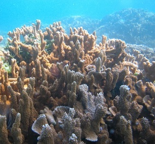 Coral reefs such as this one in the Papahanaumokuakea Marine National Monument provide places for fish to reproduce and sustain the vitality of their populations around Hawaii. Credit - UNESCO via Wikimedia Commons 