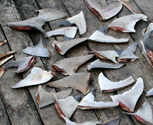 Dried shark fins are displayed on a dock in Semporna, Malaysia in November 2007. Source - https://www.iisd.org/