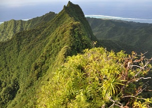 Cloud Forest on Rarotonga, Cook Islands. Credit - SPREP