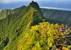 Cloud forest, Rarotonga. Cook Islands. Credit - SPREP