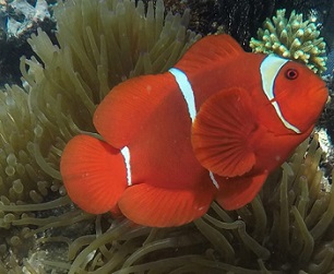 ClownFish on reef. Source - Mongabay.com