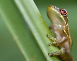 Native to Puerto Rico, the coqui is a tiny frog that has disrupted Hawaii’s ecosystems. Volunteer conservationists work with Hawaii Volcanoes National Park to track and kill the invasive animals. PHOTOGRAPH BY FLORIDA IMAGES, ALAMY STOCK PHOTO