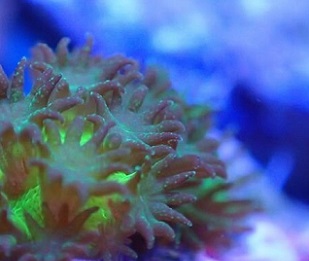 With the young corals obtained, the researchers want to identify factors that promote settlement and growth of the animals. Credit: Samuel Nietzer