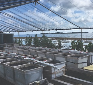 Experimental set-up of mesocosms at the Hawaii Institute of Marine Biology. Credit: Chris Jury, HIMB