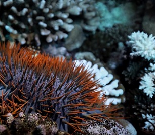 A crown-of-thorns starfish or taramea underwater. Photo: Kōrero O Te `Ōrau