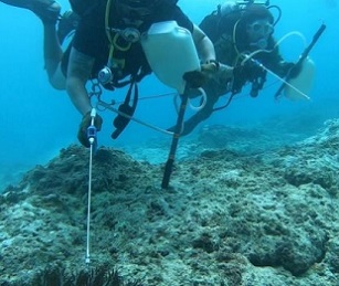 Divers from the U.S. Naval Base Guam Dive Locker conduct crown of thorns culling. Credit - U.S. Naval Base Guam Dive Locker