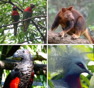 wildlife in the Port Moresby Nature Park. Source - https://www.portmoresbynaturepark.org/