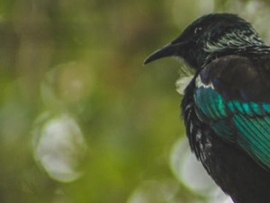 NZ's native birds thrive under Covid-19 lockdown. Photo: 123RF