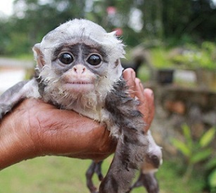 Baby monkey poached in Indonesia. Credit - Getty Images