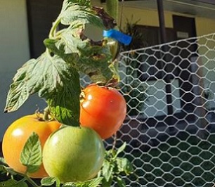 tomatoes at SPREP's backyard food gardening programme. Photo: RNZ Pacific / Hilaire Bule