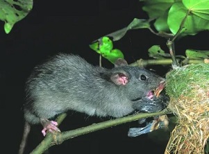 A ship rat attacks a fantail nest in New Zealand. Tree climbing rats are a particular problem for birds that nest in holes where there is no escape. Photograph: NZ Department of Conservation/ Nga Manu Images