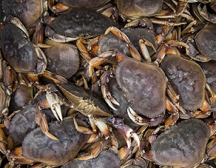 A new study has found that ocean acidification is damaging the shells of young Dungeness crab off the Oregon coast. Credit - TNS