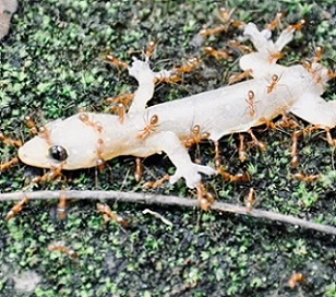 Yellow crazy ants, such as these attacking a gecko, are among thousands of invasive species causing ecological and economic havoc. Dinakarr, CC0, Wikimedia Commons