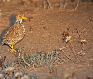 The critically endangered plains wanderer, the world’s most unique bird, once lived in these grasslands. Shutterstock