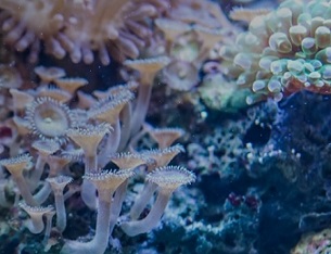 coral reef. Credit - Pixabay