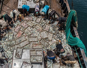 Chinese and Guinean crewmembers sort fish on the Fu Yuang Yu 380, a Chinese fishing boat operating in Guinean waters in 2017. Image © Pierre Gleizes / Greenpeace.