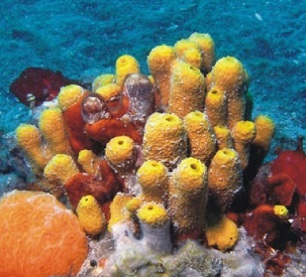 Coral reefs in the Northern Adriatic, are rocky outcrops of biogenic carbonate formations built by marine organisms. Credit: National Institute of Oceanography and Experimental Geophysics, Italy