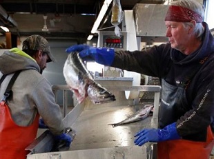 This March photo shows a small load of pollack being sorted as it comes off a boat at the Portland Fish Exchange in Portland, Maine.  File photo | Associated Press