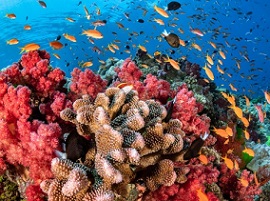 Coral reefs. Credit - National Geographic