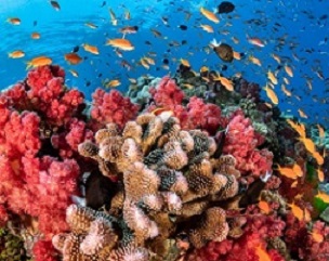 Coral reefs. Credit - National Geographic