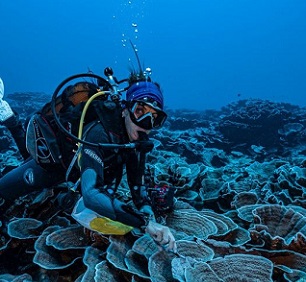 A researcher takes a small sample from the newly discovered coral reef. Credit - Alexis Rosenfeld