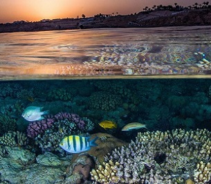 Coral reefs harbour the highest biodiversity of any ecosystem globally. Credit - Ocean Image Bank/Brook Peterson