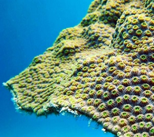 "Corals are the foundation for one of the most important ecosystems in the world," says Todd LaJeunesse. "They support significant amounts of biodiversity, protect our shorelines from storms, provide habitat for our fisheries, and boost our economies with their opportunities for tourism." (Credit: Penn State)