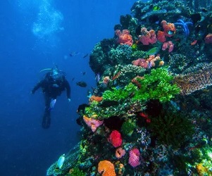 A coral reef in the Komodo National Park, Indonesia. Photograph: Auscape/Universal Images Group via Getty Images