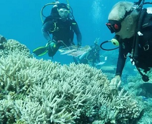 Divers examining coral for the Biobank project. Photograph: Great Barrier Reef Legacy