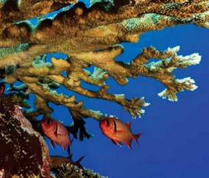 coral reefs. Credit - NOAA
