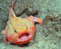 Coffinfish, like this one recorded on the expedition, are rarely seen alive in Australian waters.(Supplied: Schmidt Ocean Institute)