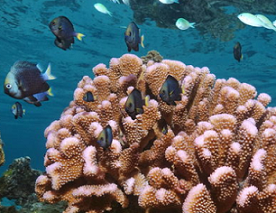 ocean acidification greatly affects coral reefs