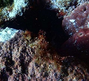 Researchers find that most coralline algae are negatively affected by ocean acidification, but some species may be more resilient than others. Credit: University of Tsukuba