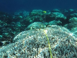 New partnership to help manage coral reefs. credit -  Coral Check France
