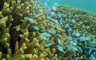 corals in Guam. photo credit - NOAA photo Library