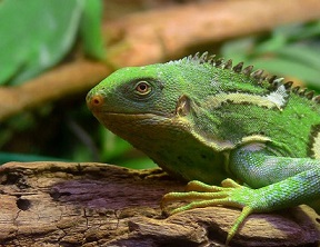 The Fiji crested iguana — which mostly lives on just one island — may soon need to find a new home. (Wikimedia Commons)
