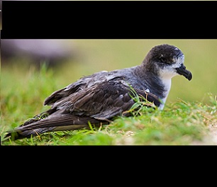 In December 2020, a cultural working group in Hawai‘i birthed a new name for the Bonin petrel, nunulu; in Hawaiian, the word means growling, warbling, or reverberating. Photo by Rebecca Jackrel/Alamy Stock Photo