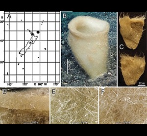 Bathydorus poculum sp. nov., holotype NIWA 126338, distribution, skeleton, and morphology A distribution in New Zealand waters B holotype in situ (scale bar approximate) C dermal (upper) and atrial (lower) sides of the preserved main part of the collected fragment D magnified area of the oscular margin, showing the atrial surface curving out over the dermal surface E dermal surface with dense prostal diactins F atrial surface with similarly dense prostal diactins. Image B captured by ROV Team GEOMAR, ROV Ki