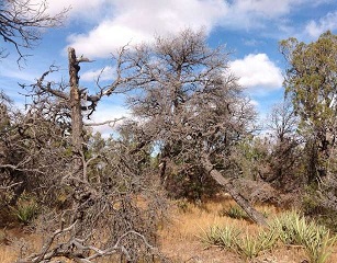 Lack of replacement by woody vegetation after drought-related mortality in Pinus edulis forests, New Mexico, USA. Credit: Francisco Lloret