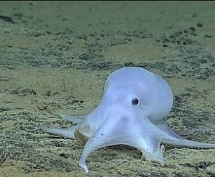 A deep-sea octopus, dubbed Casper because of its white complexion. Unknown to humanity until recently, it is just one example of the complex biodiversity of the deep seas. Credit Image: Sciencemag.org/20091108