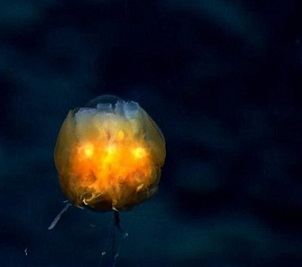 Dandelion siphonophore. (Credit: National Oceanic and Atmospheric Administration Office of Ocean Exploration and Research)