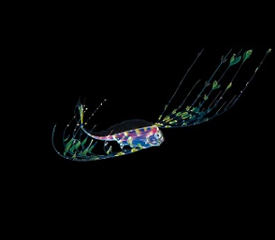 A deep sea ribbonfish larva in the Pacific Ocean. Much remains unknown about life in the depths. The African Group told the ISA: “Effective governance requires sound scientific knowledge that is not yet available.” (Image: Alamy)