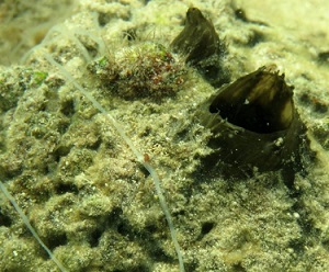 Tectitethya crypta is a large, drab sponge found in shallow water across the Caribbean. Source - http://dsmobserver.com/
